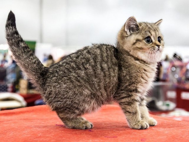 Породы кошек в Чулыме | ЗооТом портал о животных