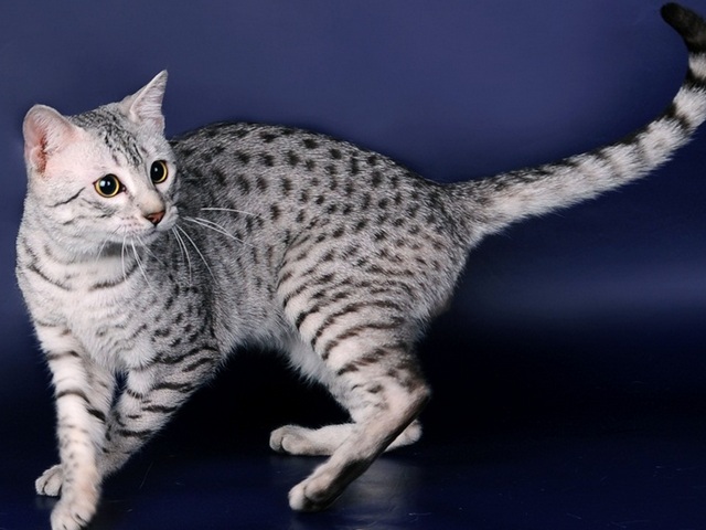 Породы кошек в Чулыме | ЗооТом портал о животных