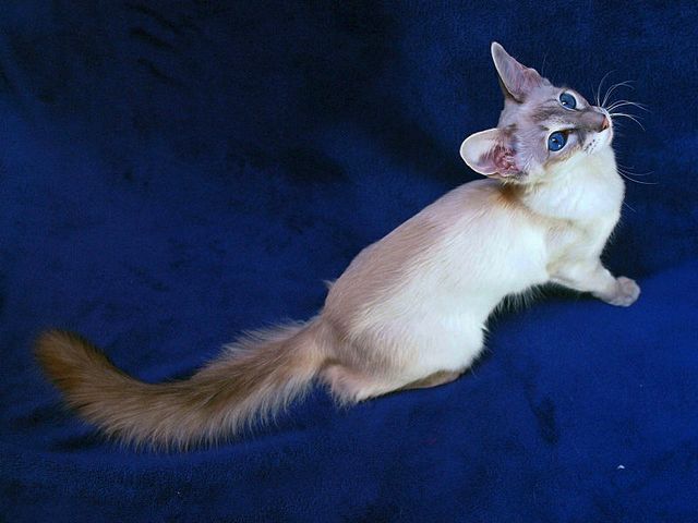 Выведенные породы кошек в Чулыме | ЗооТом портал о животных