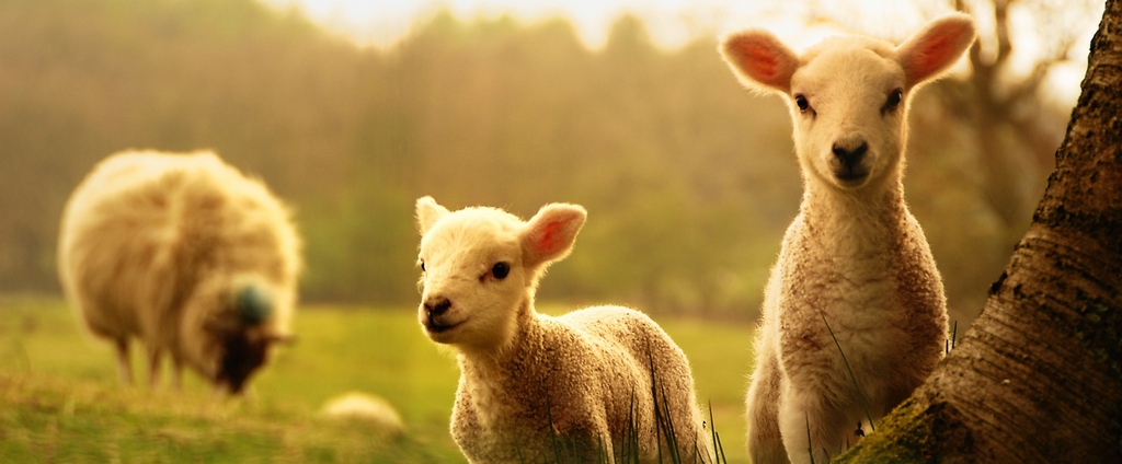 Объявления о сельскохозяйственных животных | ЗооТом - продажа, вязка и услуги для животных в Чулыме