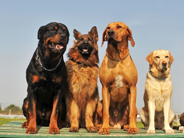 Крупные породы собак в Чулыме | ЗооТом портал о животных